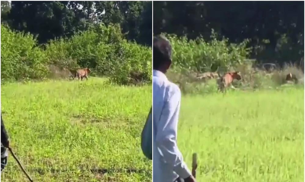 उमरिया के पनपथा गांव में बाघों ने दहशत फैलाई, शिकार के लिए घरों के करीब पहुंचे