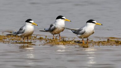 कोपरा जलाशय को मिलेगा रामसर स्थल का दर्जा,राज्य वेटलैंड प्राधिकरण ने भेजा प्रस्ताव कोपरा जलाशय को मिलेगा रामसर स्थल का दर्जा,राज्य वेटलैंड प्राधिकरण ने भेजा प्रस्ताव