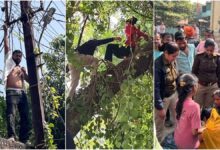 MP News: इंदौर में अवैध मकान हटाने पर युवक ने पकड़ा बिजली का तार, युवती पेड़ पर चढ़ी
