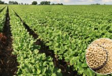 भावांतर योजना को गति देने मंडी बोर्ड लेगा 1,500 करोड़ का कर्ज