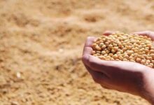 भावांतर योजना में आज बढ़कर 4077 रुपए मॉडल रेट जारी