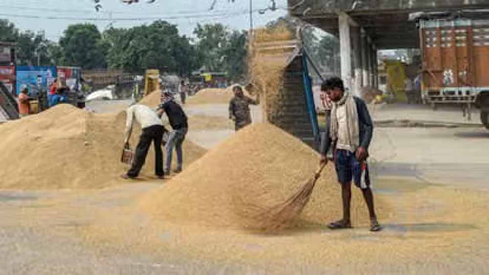 51 हजार से अधिक किसानों से किया गया धान क्रय 51 हजार से अधिक किसानों से किया गया धान क्रय