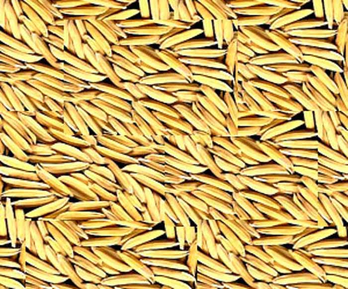 गौरेला पेंड्रा मरवाही : किसानों की सुविधा और उपार्जित धान के समुचित रख रखाव हेतु धान खरीदी केंद्र बंशीताल का स्थान परिवर्तित कर करगीकला किया गया