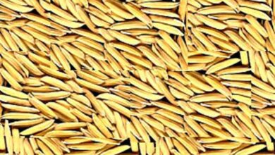 15 नवंबर से धान खरीदी शुरू: टोकन प्रक्रिया जल्द, किसानों में दिखा उत्साह