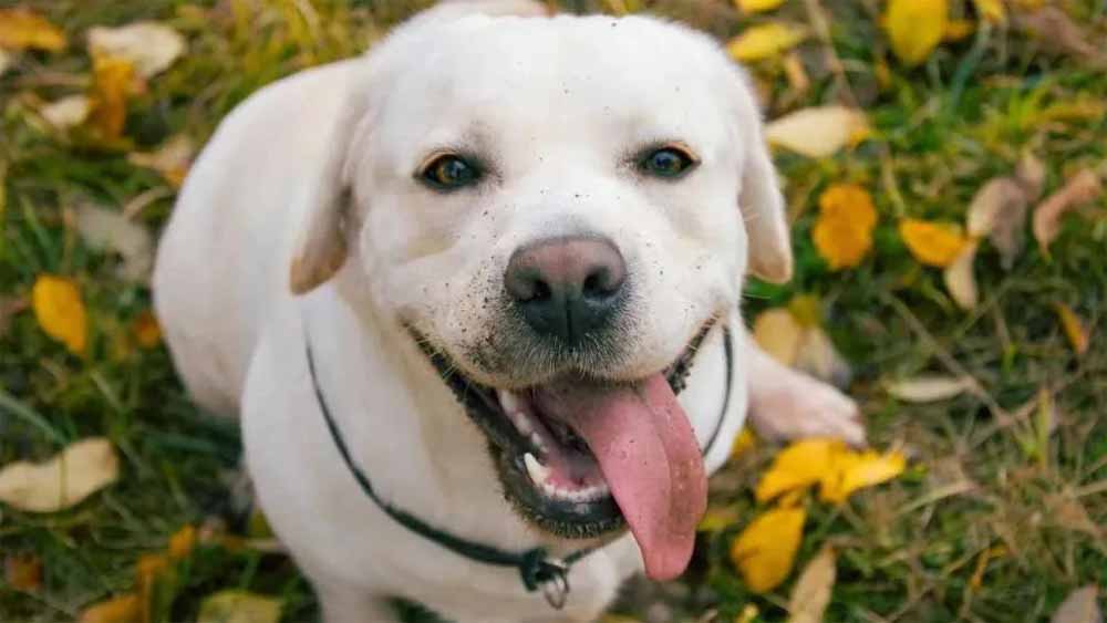 समुद्र किनारे खोया कुत्ता 1500 किमी दूर मिला, 3 महीने बाद मालकिन की तड़प हुई खत्म