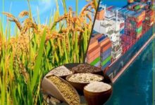 मध्यप्रदेश बना भारत का फूड-बास्केट, कृषि विकास में रचा नया इतिहास