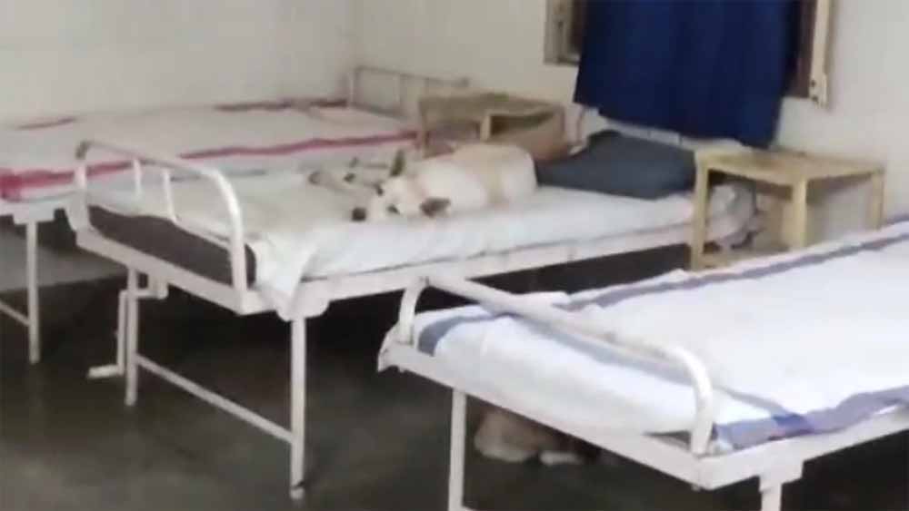 सरकारी अस्पताल की शर्मनाक तस्वीर: मरीजों की जगह बेड पर कुत्तों का कब्ज़ा