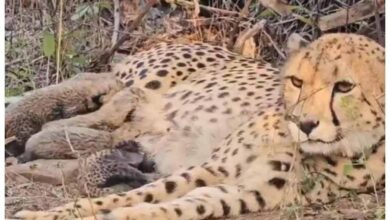 भारत में जन्मी मादा चीता मुखी ने पांच शावकों को जन्म दिया