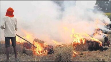 सख्ती बेअसर! इस साल पराली जलाने के मामले बढ़े, कई जिले टॉप लिस्ट में सख्ती बेअसर! इस साल पराली जलाने के मामले बढ़े, कई जिले टॉप लिस्ट में