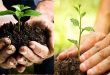 नगरीय प्रशासन विभाग का निर्देश: सभी निकाय बनाएंगे पौध-रोपण की कार्य-योजना