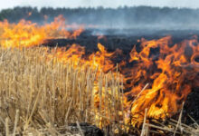 MP ने पराली जलाने के मामले में पंजाब-हरियाणा को पीछे छोड़ा, एक दिन में 1052 मामले दर्ज