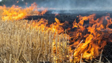 MP ने पराली जलाने के मामले में पंजाब-हरियाणा को पीछे छोड़ा, एक दिन में 1052 मामले दर्ज