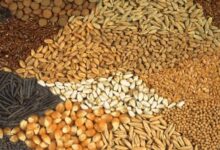 रबी सीजन 2025-26: यूपी के किसानों को मिलेंगे 11 लाख क्विंटल बीज, खाद की कोई कमी नहीं