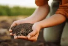 रबी सीजन में बीजशोधन जरूरी: कृषि रक्षा अधिकारी ने किसानों को दी अहम सलाह