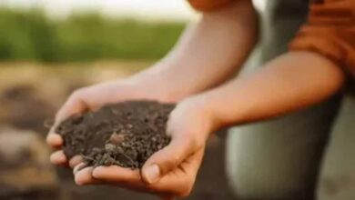 रबी सीजन में बीजशोधन जरूरी: कृषि रक्षा अधिकारी ने किसानों को दी अहम सलाह रबी सीजन में बीजशोधन जरूरी: कृषि रक्षा अधिकारी ने किसानों को दी अहम सलाह
