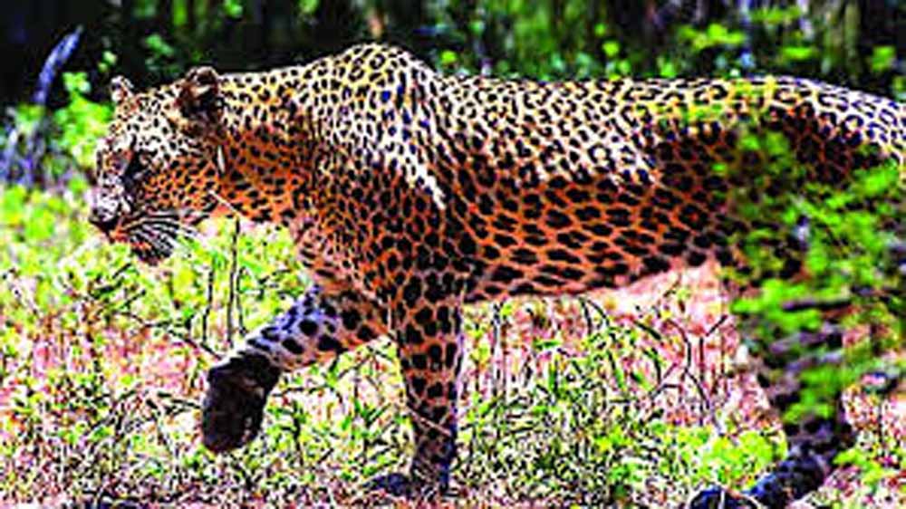 400 के.वी. सबस्टेशन इंदौर में घुसे तेंदुए को बहादुरी से पकड़ा