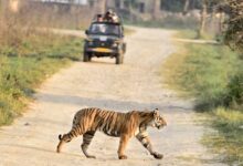 बांधवगढ़ टाइगर रिजर्व में बाघ गणना की तैयारी, 50 अधिकारी-कर्मचारी हुए ट्रेनिंग से लैस