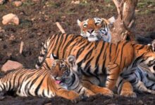 एमपी फिर बन सकता है टाइगर स्टेट: All India Tiger Estimation 2026 की प्रक्रिया शुरू