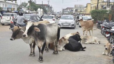 सड़कों पर आवारा पशुओं से बढ़ रही दुर्घटनाएँ: नगर निगम अब मालिकों पर दर्ज करेगा FIR