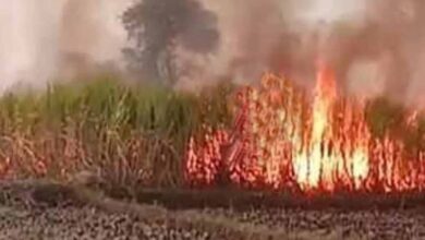 गन्ने के खेत में भीषण आग: 7 एकड़ फसल राख, ग्रामीणों ने संभाला मोर्चा