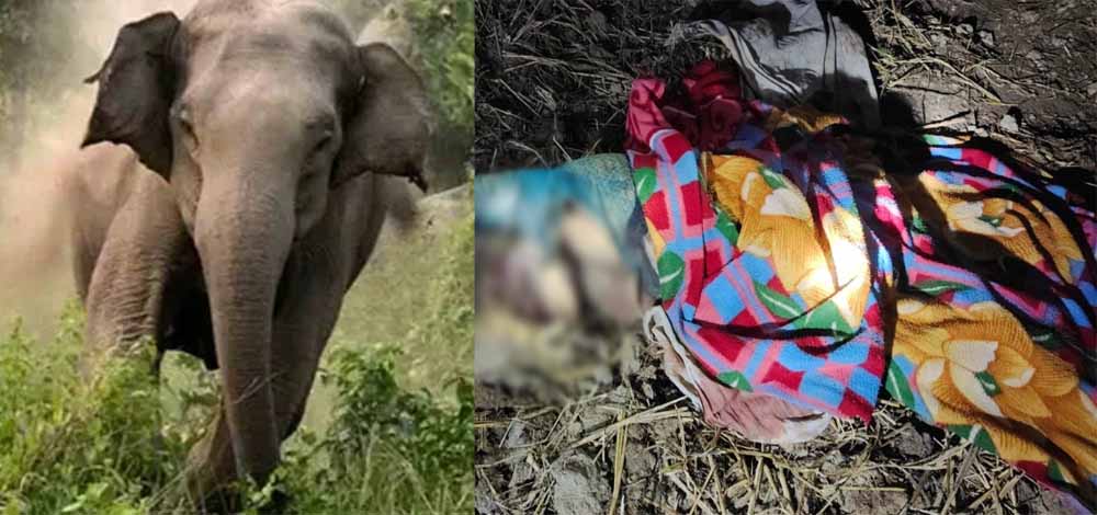 कोरबा : हाथी का कहर, 80 वर्षीय महिला की मौत, मां-बेटी में हड़कंप कोरबा : हाथी का कहर, 80 वर्षीय महिला की मौत, मां-बेटी में हड़कंप