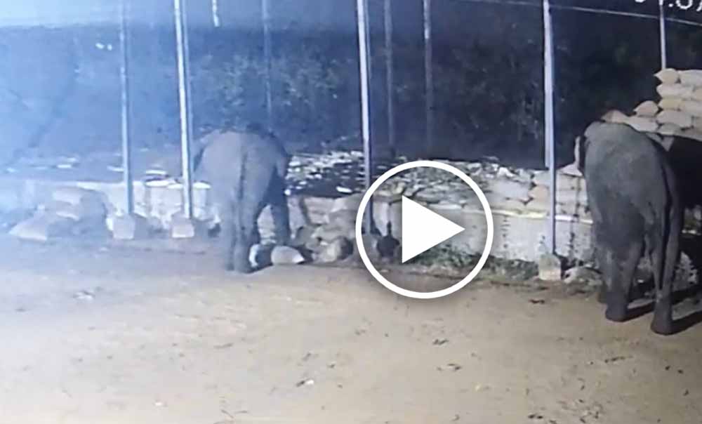 धान खरीदी केंद्र में हाथियों का आतंक, रातभर में 15 बोरी धान बरबाद