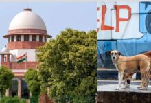 ‘मानवता क्या है, यह हम बताएंगे’—आवारा कुत्ते मामले में कोर्ट की सख्त टिप्पणी
