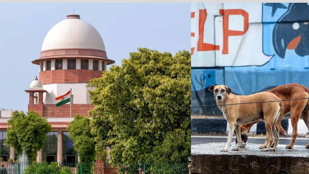 ‘मानवता क्या है, यह हम बताएंगे’—आवारा कुत्ते मामले में कोर्ट की सख्त टिप्पणी ‘मानवता क्या है, यह हम बताएंगे’—आवारा कुत्ते मामले में कोर्ट की सख्त टिप्पणी