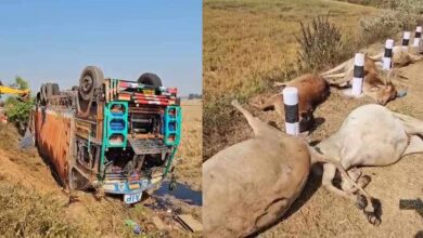 मवेशियों से भरा कंटेनर पलटा, 50 से ज्यादा गायों की दर्दनाक मौत, गांव में फूटा आक्रोश