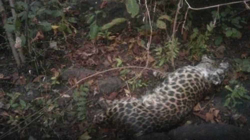 जंगल में तेंदुए का रहस्यमय शिकार, चारों पंजे गायब मिलने से मचा हड़कंप जंगल में तेंदुए का रहस्यमय शिकार, चारों पंजे गायब मिलने से मचा हड़कंप