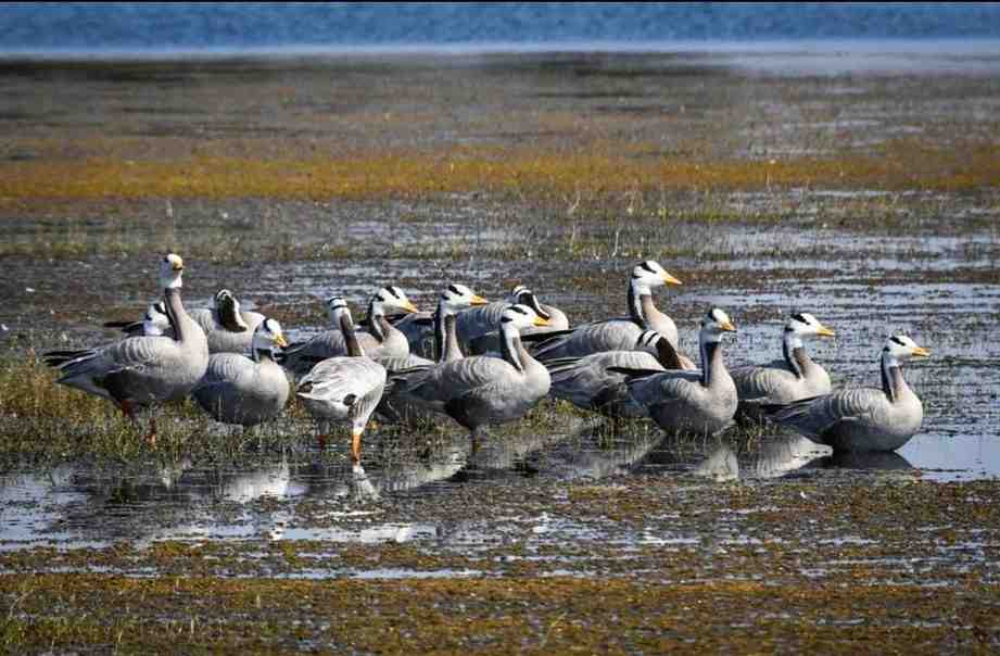 छत्तीसगढ़ का पहला रामसर साइट बना कोपरा जलाशय