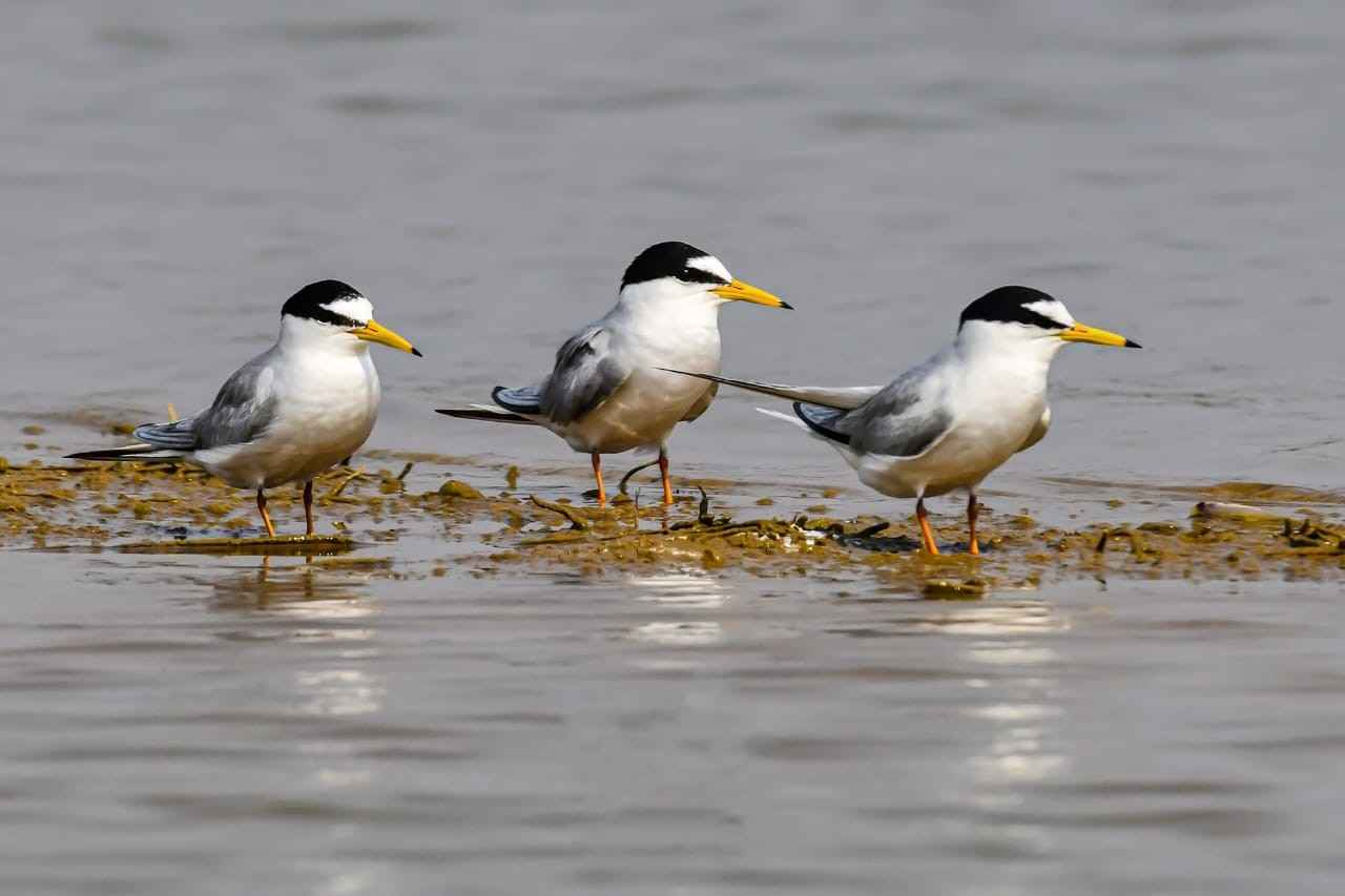 कोपरा जलाशय को राज्य का पहला रामसर साइट घोषित किया जाना छत्तीसगढ़ के लिए गर्व का क्षण: मुख्यमंत्री विष्णु देव साय