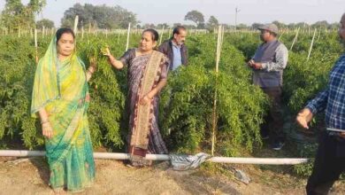 ड्रिप तकनीक से बदली खेती की तस्वीर: धान–मिर्ची की फसल से किसान मुकेश चौधरी को सालाना लाखों की आमदनी