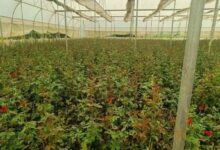 खेतों में अब सिर्फ धान नहीं, खुशबू भी उग रही है,छत्तीसगढ़ में फूलों की खेती से बदल रही किसानों की तकदीर