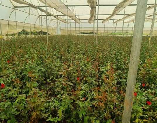 खेतों में अब सिर्फ धान नहीं, खुशबू भी उग रही है,छत्तीसगढ़ में फूलों की खेती से बदल रही किसानों की तकदीर खेतों में अब सिर्फ धान नहीं, खुशबू भी उग रही है,छत्तीसगढ़ में फूलों की खेती से बदल रही किसानों की तकदीर