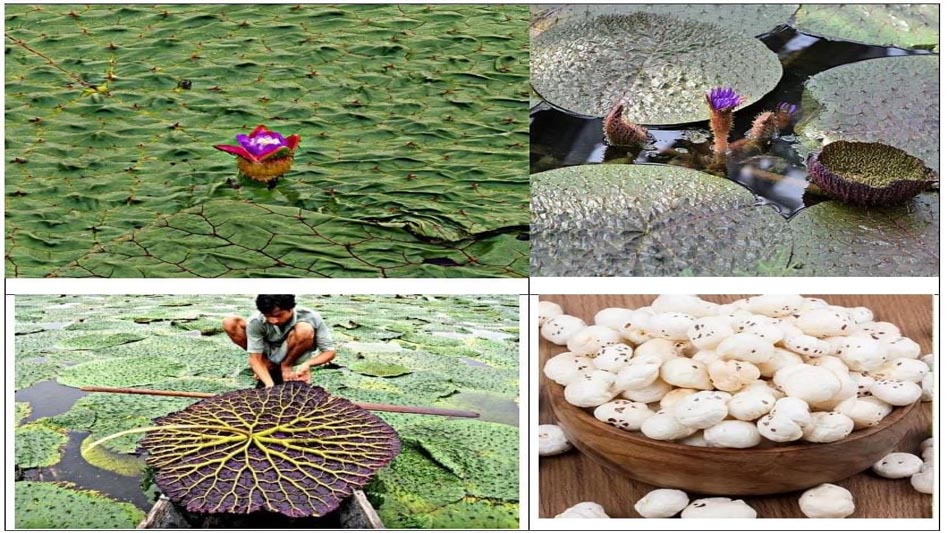 रायपुर : मुख्यमंत्री विष्णु देव साय के प्रयास से छत्तीसगढ़ मखाना बोर्ड में शामिल