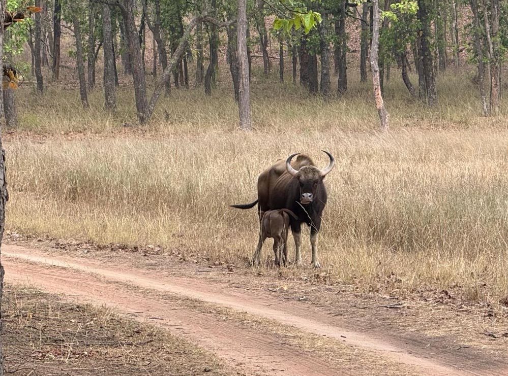 बांधवगढ़ टाइगर रिजर्व में 7 दिनों तक फ्री सफारी, 17-23 दिसंबर तक ज्वालामुखी गेट से एंट्री मुफ्त बांधवगढ़ टाइगर रिजर्व में 7 दिनों तक फ्री सफारी, 17-23 दिसंबर तक ज्वालामुखी गेट से एंट्री मुफ्त