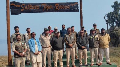 देशभर में बाघ गणना शुरू, STR में सफारी का समय बदला: अब 7:30 बजे से एंट्री; 450 कर्मचारी और 8 राज्यों के वॉलिंटियर्स करेंगे गिनती