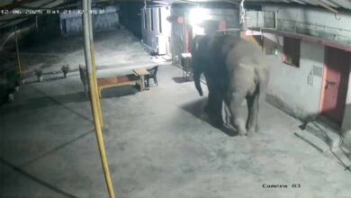 रिहायसी इलाके में हाथी का आतंक: दंतेल ने तोड़ा गेट, घर में घुसने की कोशिश रिहायसी इलाके में हाथी का आतंक: दंतेल ने तोड़ा गेट, घर में घुसने की कोशिश