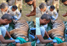 पेंच टाइगर रिज़र्व, मध्यप्रदेश से रामगढ़ विषधारी टाइगर रिज़र्व, राजस्थान में एक बाघिन का सफल स्थानांतरण