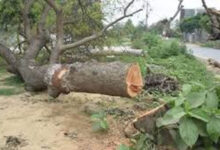 भोपाल-अयोध्या बायपास पर NGT का बड़ा फैसला, पेड़ों की कटाई पर तत्काल रोक