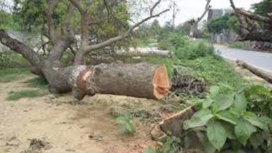 भोपाल-अयोध्या बायपास पर NGT का बड़ा फैसला, पेड़ों की कटाई पर तत्काल रोक