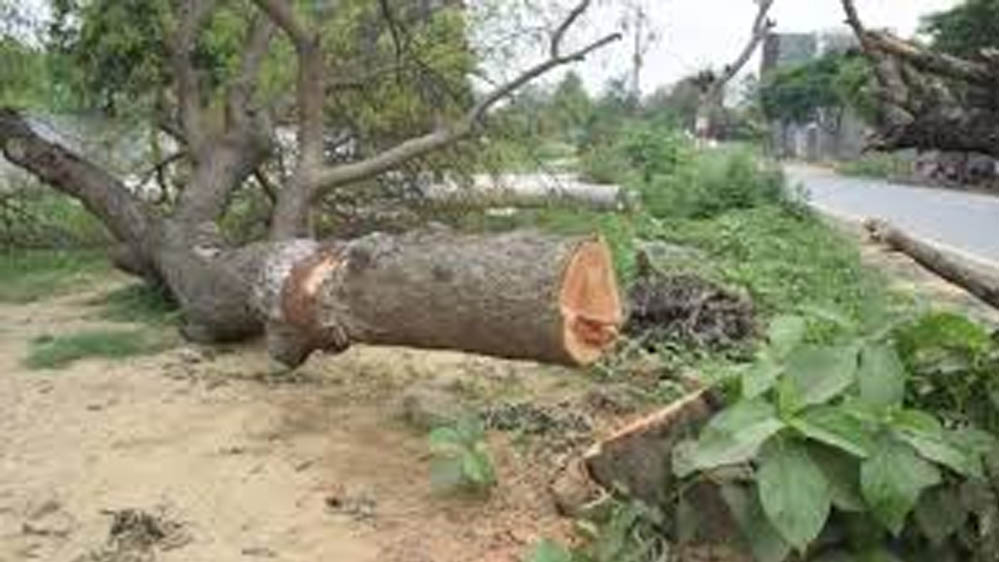 भोपाल-अयोध्या बायपास पर NGT का बड़ा फैसला, पेड़ों की कटाई पर तत्काल रोक