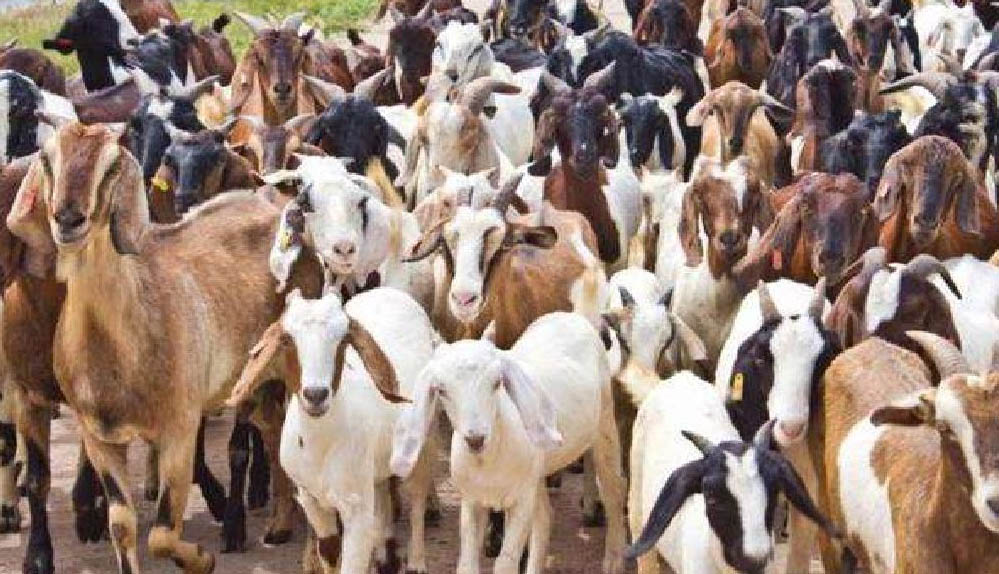 मध्य प्रदेश की बकरी पालन योजना: 40-60% अनुदान के साथ किसान कमा सकते हैं 40-50 हजार रुपए महीना मध्य प्रदेश की बकरी पालन योजना: 40-60% अनुदान के साथ किसान कमा सकते हैं 40-50 हजार रुपए महीना