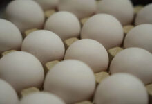अंडे हुए महंगे: बाजार में 8 से 12 रुपये प्रति अंडा, कीमत बढ़ने की क्या है वजह?