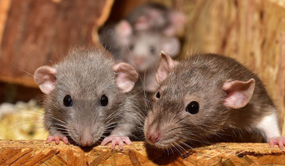 झारखंड: पुलिस की निगरानी में रखा 200 किलो गांजा चूहों ने खा लिया