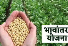 भावांतर योजना में सोयाबीन का मॉडल रेट 4345 रुपए जारी