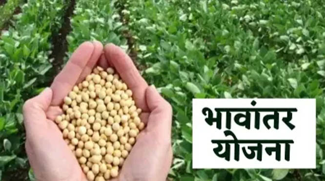 भावांतर योजना में सोयाबीन का मॉडल रेट 4345 रुपए जारी भावांतर योजना में सोयाबीन का मॉडल रेट 4345 रुपए जारी