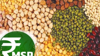 किसानों को बड़ा तोहफा: सरकार करेगी दलहन की 100% खरीद, MSP पर केंद्र ने दिया अपडेट