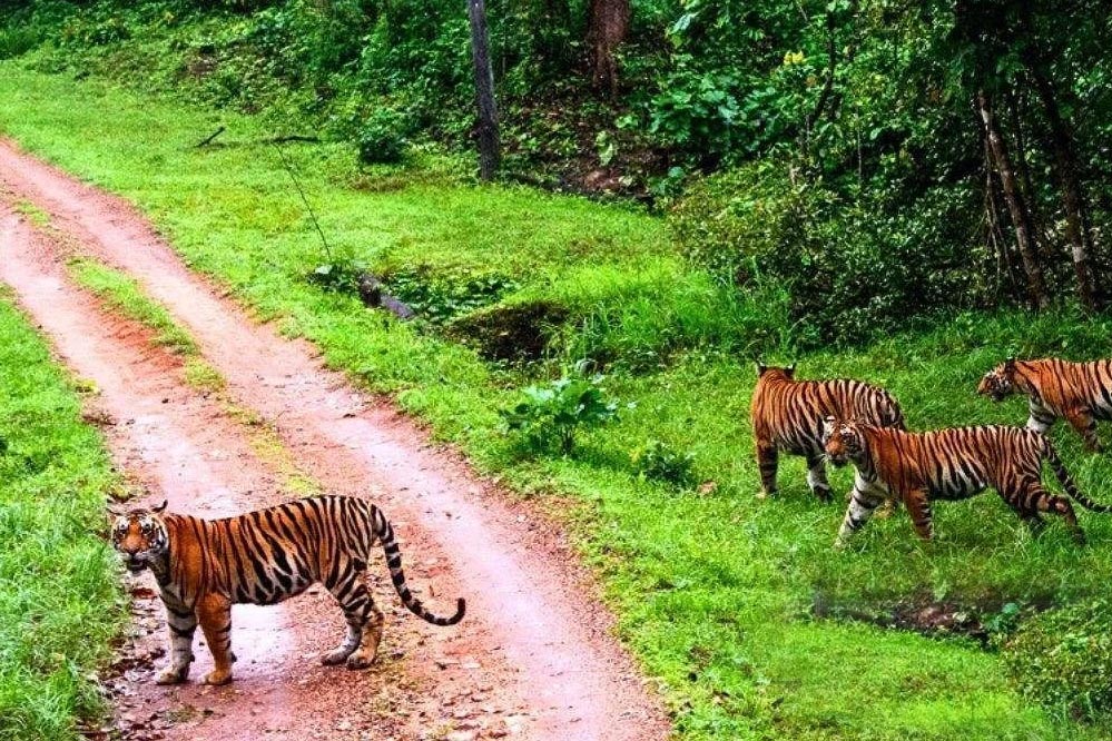 संजय टाइगर रिजर्व में सर्वे, शाकाहारी और मांसाहारी प्राणियों का आकलन, मिली खुशखबरी
